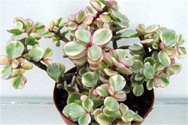 多肉雅樂之舞_多肉植物品種雅樂之舞_多肉雅樂之舞怎么養殖