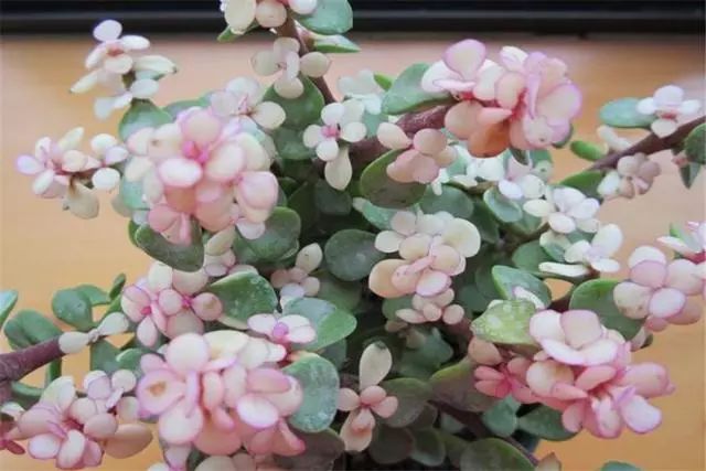 多肉雅樂之舞怎么養殖_多肉植物品種雅樂之舞_多肉雅樂之舞