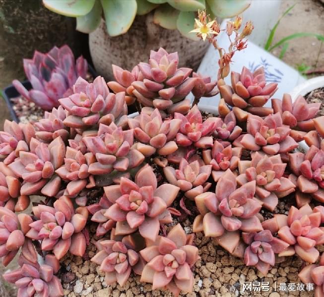 這“三多肉”是綴化小能手，無需掐剪，就能“密密麻麻”躥滿芽