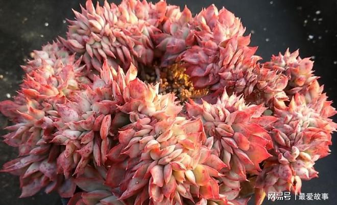 多肉綴化養護_多肉綴化長得快嗎_40種多肉綴化