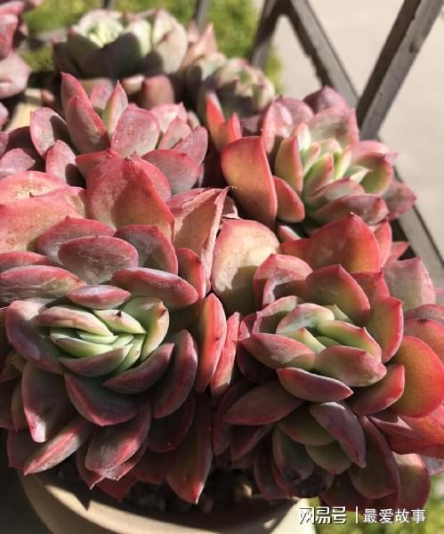 多肉綴化長得快嗎_40種多肉綴化_多肉綴化養護