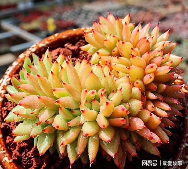 多肉綴化長得快嗎_多肉綴化養護_40種多肉綴化