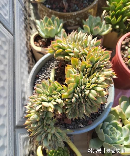 多肉綴化長得快嗎_40種多肉綴化_多肉綴化養護