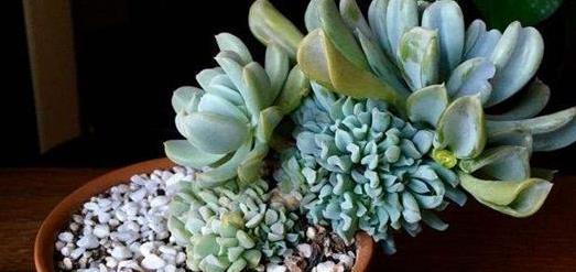 40種多肉綴化_多肉綴化養(yǎng)護_多肉綴化好嗎