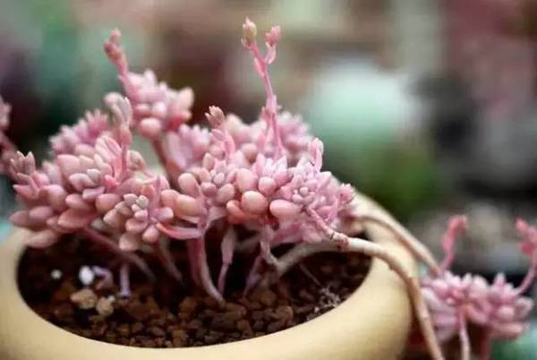 姬秋麗和丸葉姬秋麗的區別？姬秋麗怎么養才能爆盆?【圖】