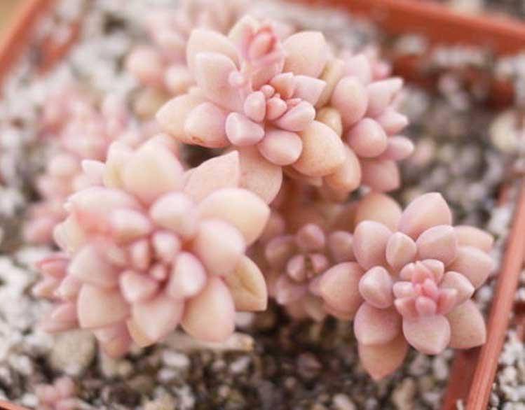 多肉姬秋麗_多肉姬秋麗怎么養爆盆_多肉姬秋麗的養殖方法