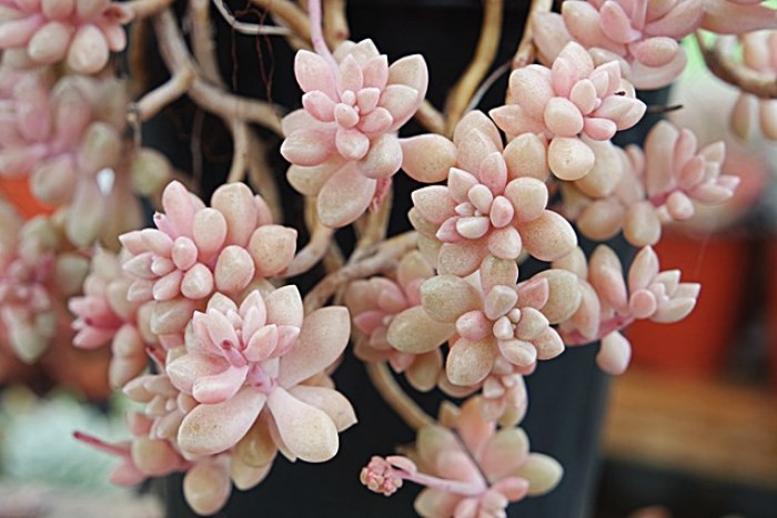 多肉姬秋麗的養殖方法_多肉姬秋麗_多肉姬秋麗怎么養爆盆