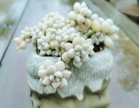 多肉姬秋麗_多肉姬秋麗_多肉姬秋麗