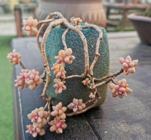 多肉姬秋麗_多肉姬秋麗_多肉姬秋麗