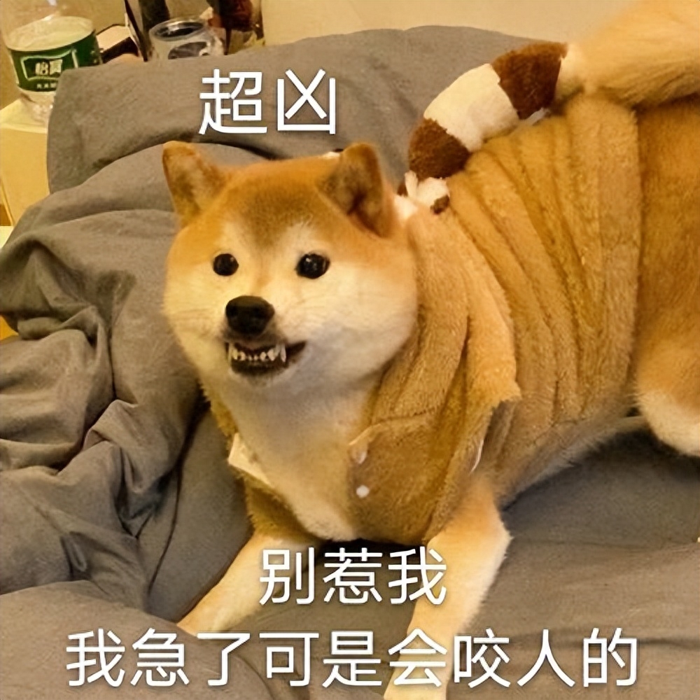 這7個表現說明，狗狗早就被“寵壞”了，你卻繼續溺愛！