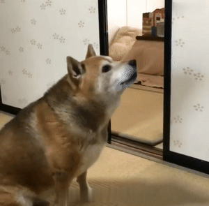 十種脾氣最好的狗_脾氣好的狗有什么特征_好脾氣的狗