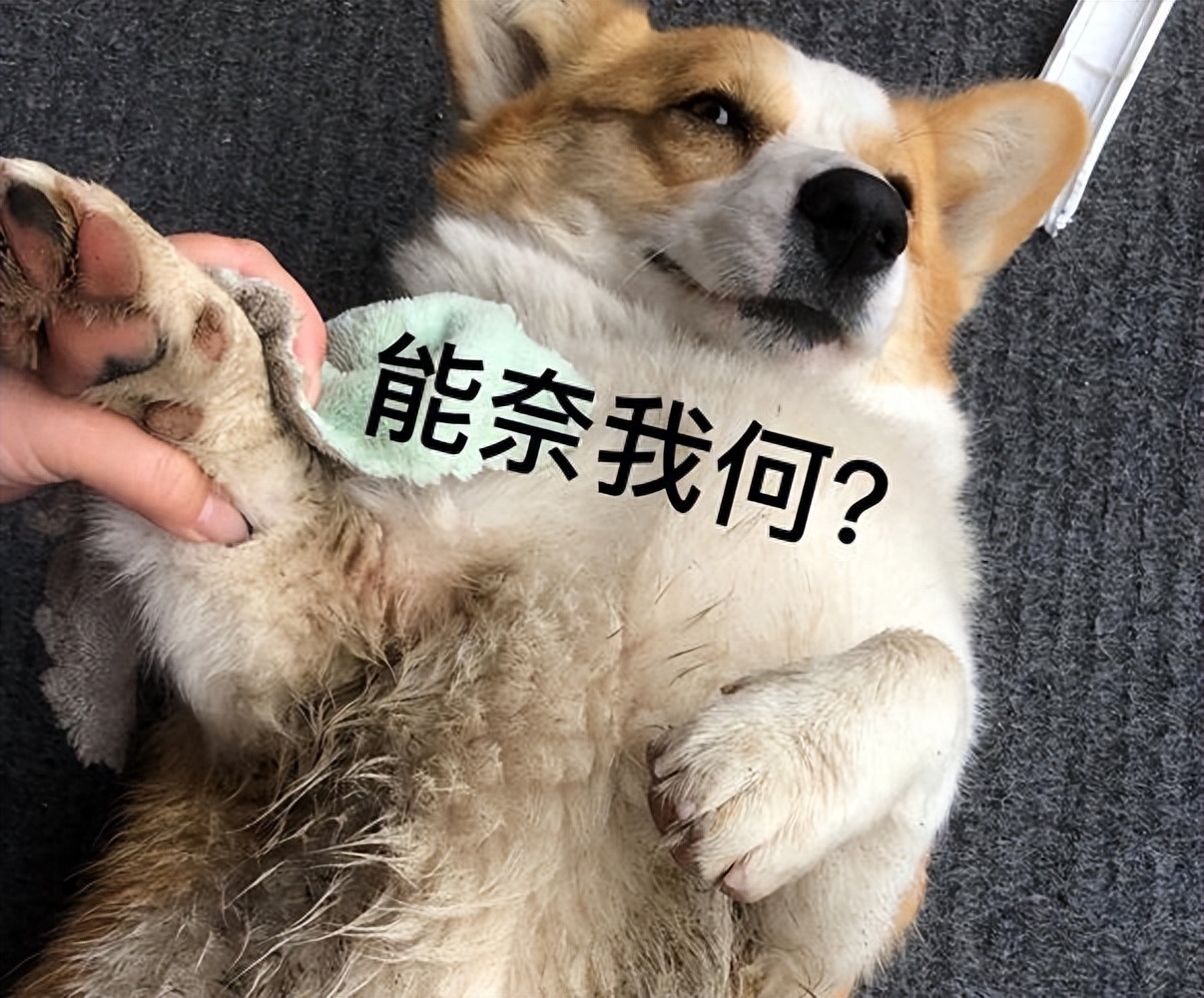 好脾氣的狗_十種脾氣最好的狗_脾氣好的狗有什么特征