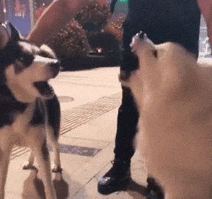 脾氣好的狗有什么特征_好脾氣的狗_十種脾氣最好的狗