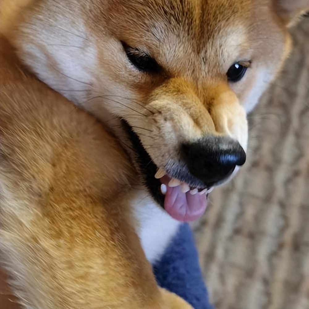 十種脾氣最好的狗_好脾氣的狗_脾氣好的狗有什么特征