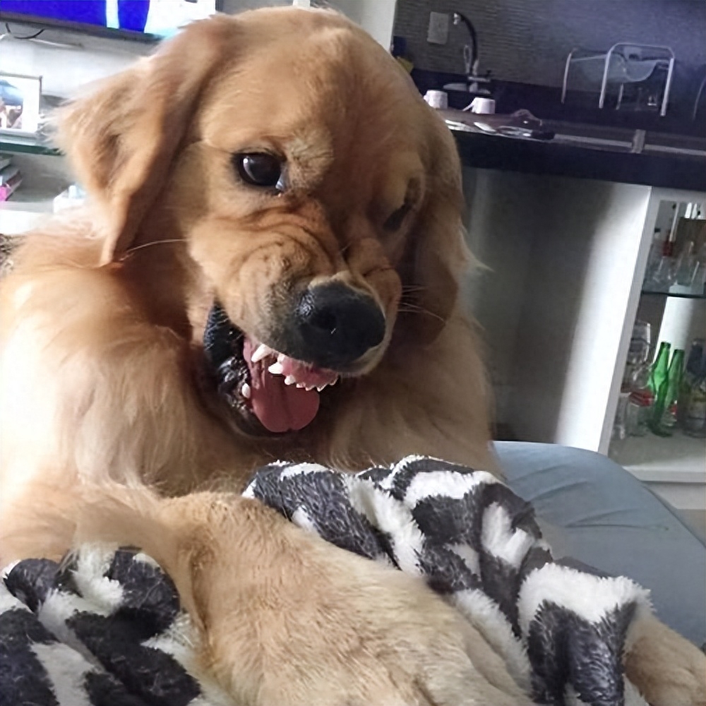 十種脾氣最好的狗_好脾氣的狗_脾氣好的狗有什么特征