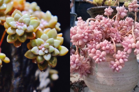 【圖】揭秘姬秋麗露養秘訣 讓小多肉散發誘人粉色