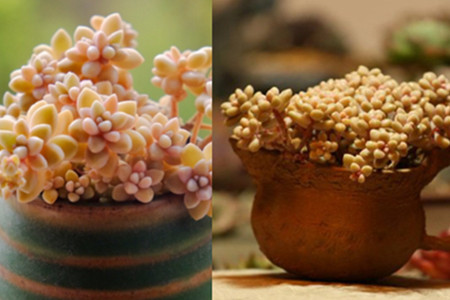 多肉秋姬麗怎么養_多肉姬秋麗好養嗎_多肉姬秋麗