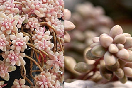 多肉姬秋麗好養嗎_多肉姬秋麗_多肉秋姬麗怎么養