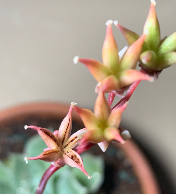 多肉開花剪掉后怎么處理_多肉開花需要剪掉嗎_多肉開花剪下來可以種嗎