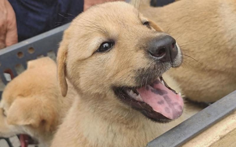 十種脾氣最好的狗_脾氣最好的7種狗狗排名_脾氣好的狗有什么特征