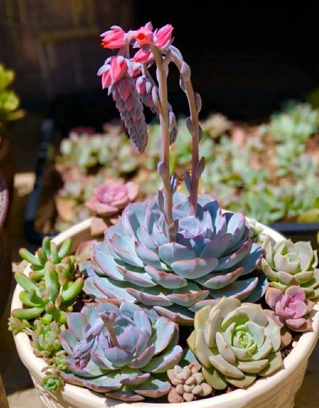 開花剪掉多肉需要剪枝嗎_多肉開花需要剪掉嗎_多肉開花剪下來可以種嗎