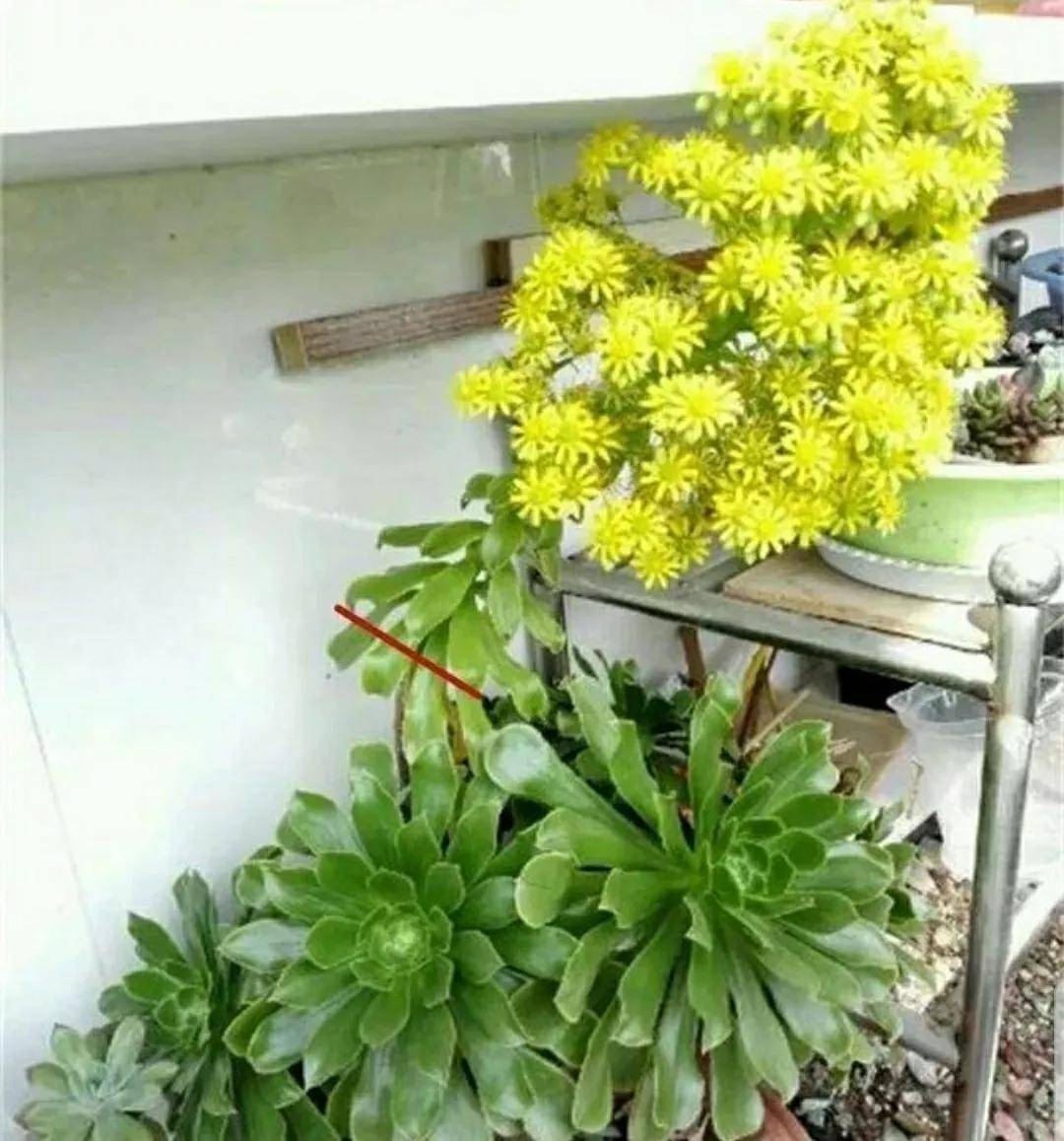 開花剪掉多肉需要剪枝嗎_多肉開花需要剪掉嗎_多肉開花剪下來可以種嗎