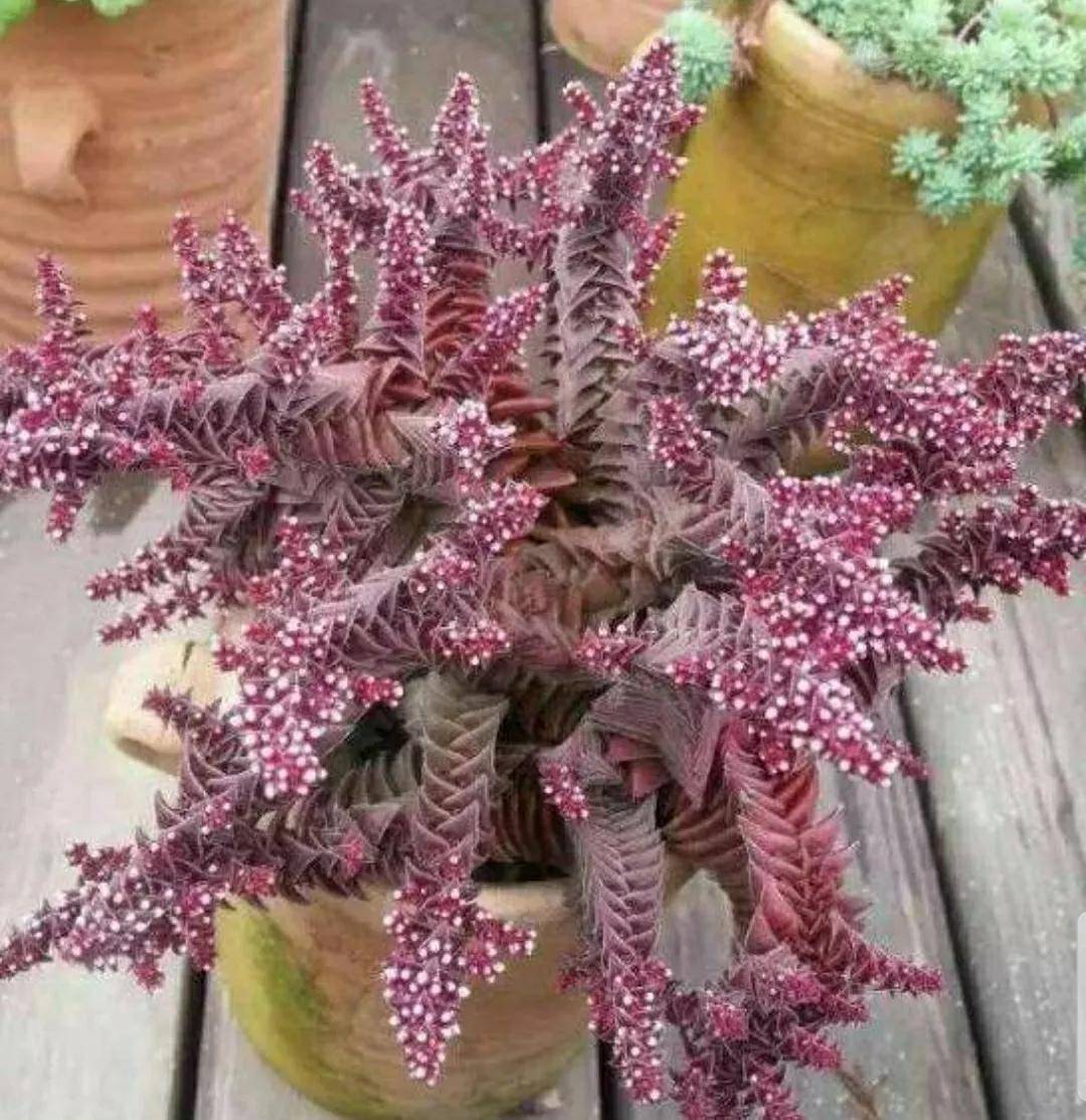 開花剪掉多肉需要剪枝嗎_多肉開花需要剪掉嗎_多肉開花剪下來可以種嗎