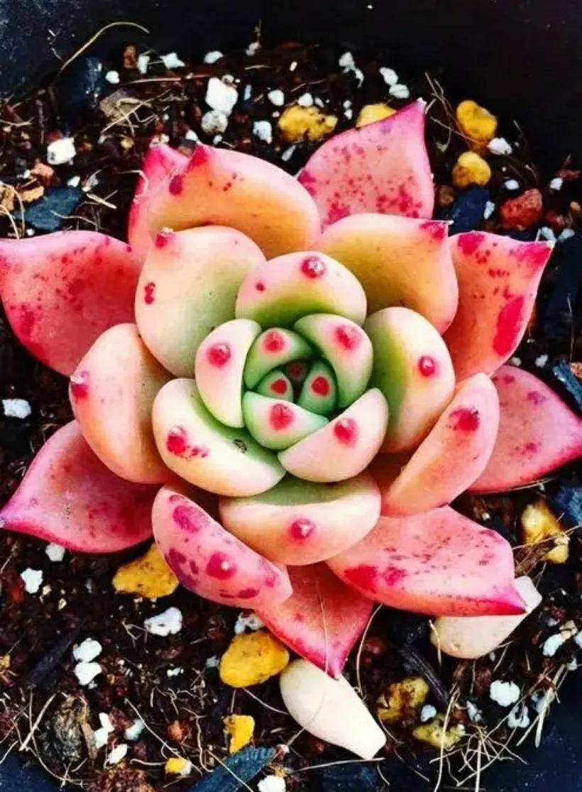 多肉開花需要剪掉嗎_開花剪掉多肉需要剪枝嗎_多肉開花剪下來可以種嗎