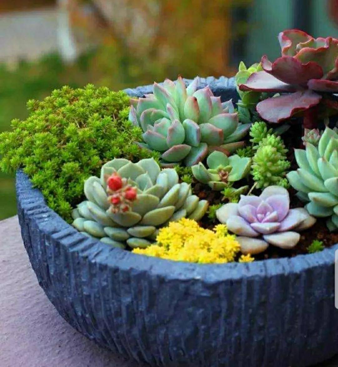 開花剪掉多肉需要剪枝嗎_多肉開花剪下來可以種嗎_多肉開花需要剪掉嗎