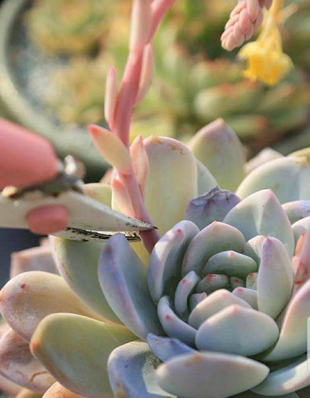 開花剪掉多肉需要剪枝嗎_多肉開花需要剪掉嗎_多肉開花剪下來可以種嗎