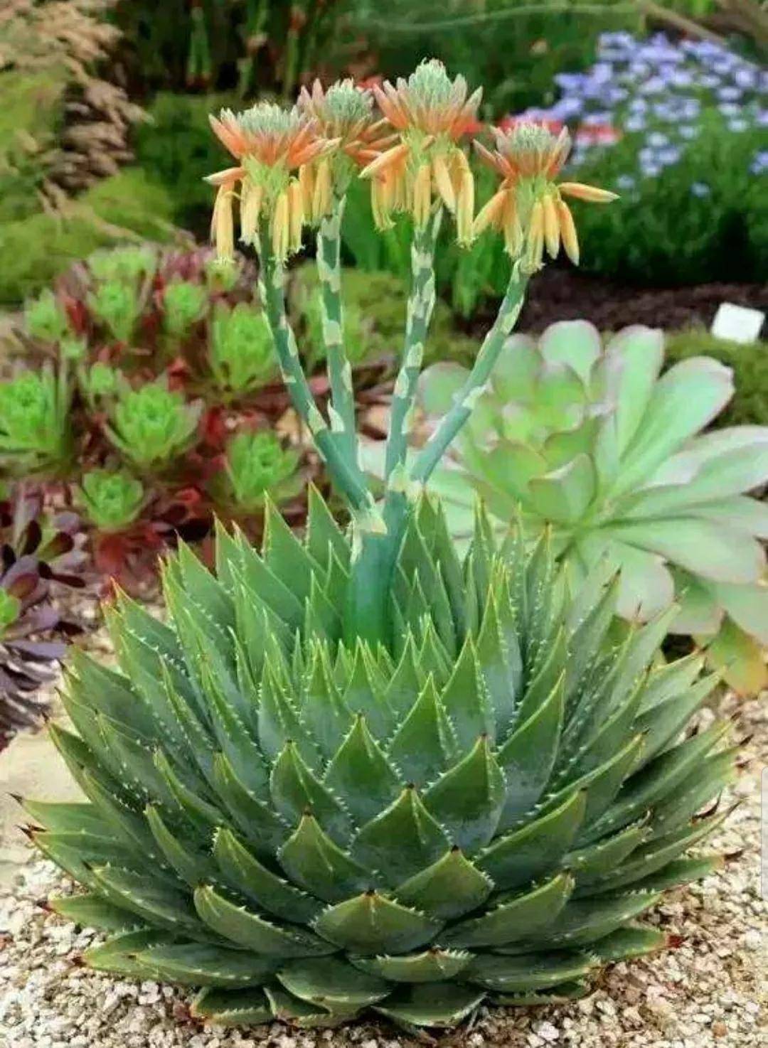 多肉開花剪下來可以種嗎_開花剪掉多肉需要剪枝嗎_多肉開花需要剪掉嗎