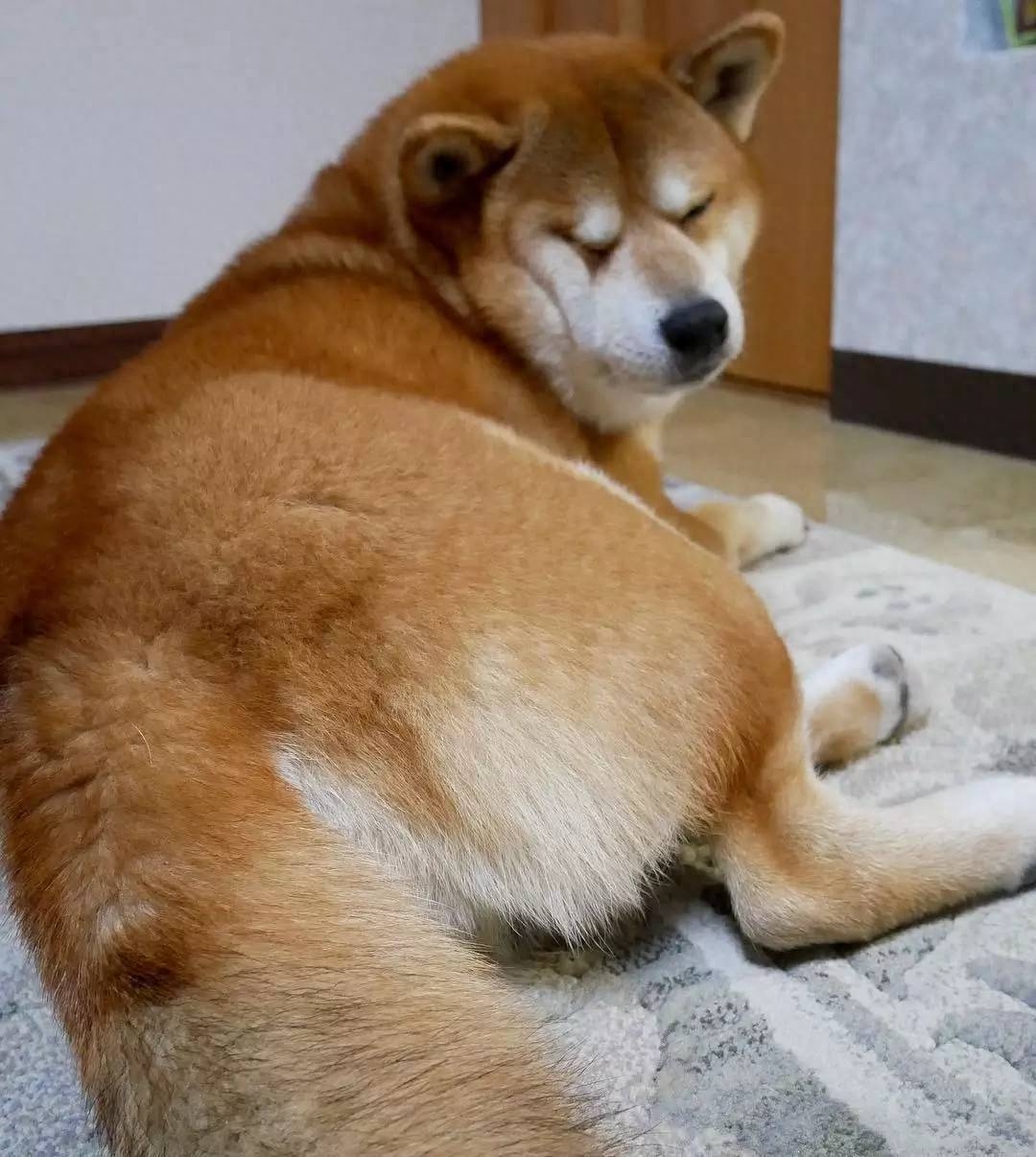 脾氣有點狗是什么意思_十種脾氣最好的狗_好脾氣的狗