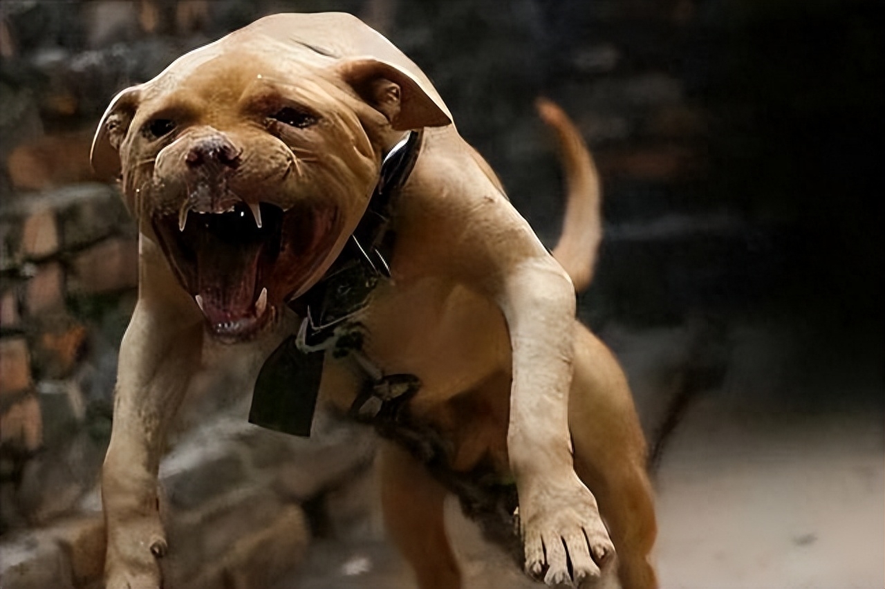 脾氣有點狗是什么意思_十種脾氣最好的狗_脾氣好的狗有什么特征