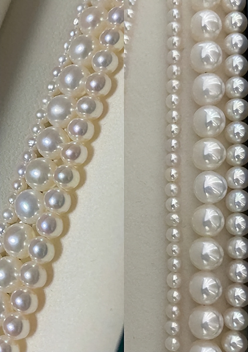 多肉彩虹糖和紫珍珠區(qū)別_多肉彩虹和紫珍珠區(qū)別_彩虹珍珠多肉