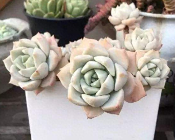 多肉火祭的繁殖方法_怎樣養多肉火祭_多肉火祭怎么繁殖視頻