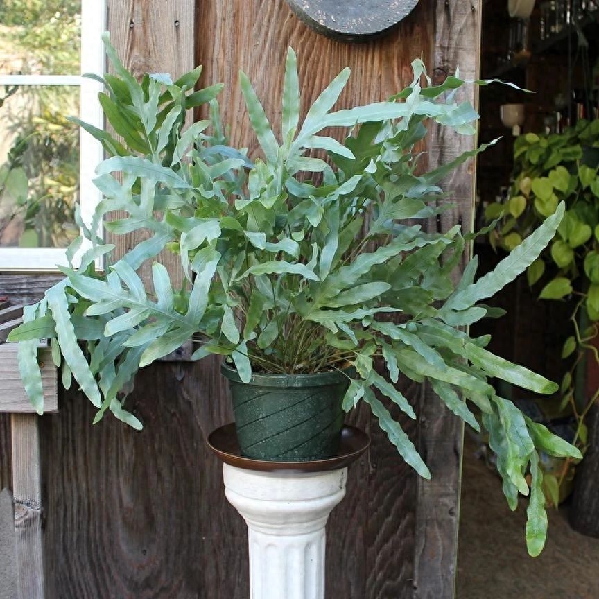 彩虹珍珠多肉_多肉彩虹和紫珍珠區別_多肉彩虹糖和紫珍珠區別