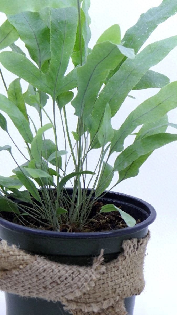 彩虹珍珠多肉_多肉彩虹和紫珍珠區別_多肉彩虹糖和紫珍珠區別