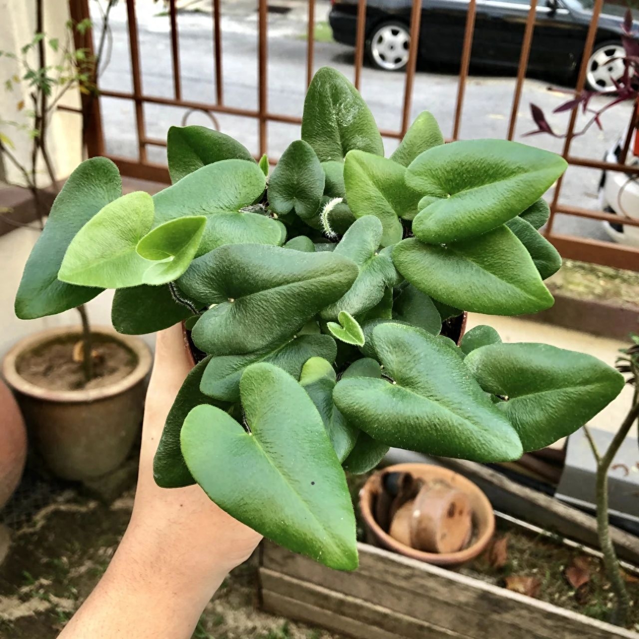 彩虹珍珠多肉_多肉彩虹糖和紫珍珠區別_多肉彩虹和紫珍珠區別