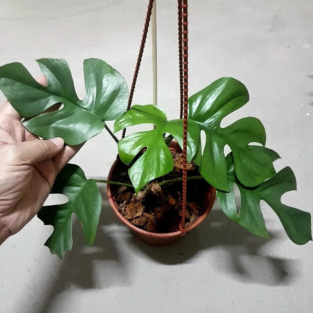 多肉彩虹糖和紫珍珠區別_多肉彩虹和紫珍珠區別_彩虹珍珠多肉