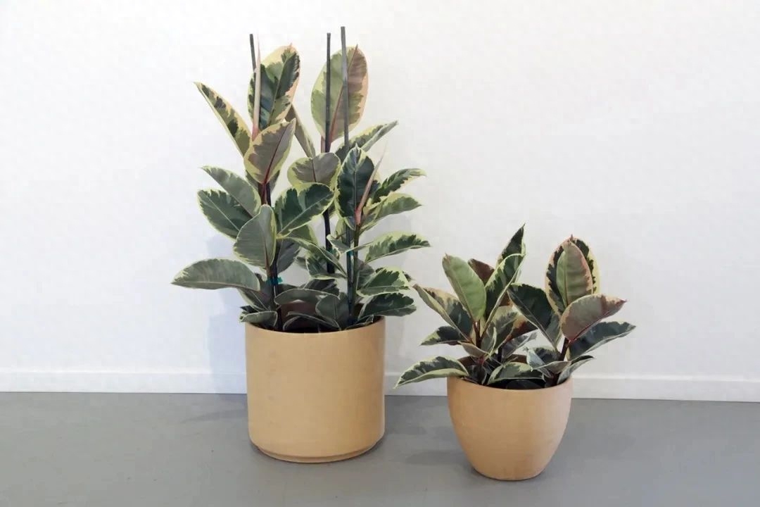 多肉彩虹糖和紫珍珠區別_彩虹珍珠多肉_多肉彩虹和紫珍珠區別