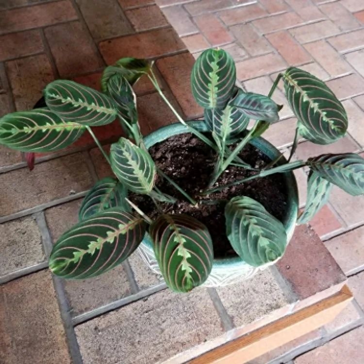 彩虹珍珠多肉_多肉彩虹糖和紫珍珠區別_多肉彩虹和紫珍珠區別