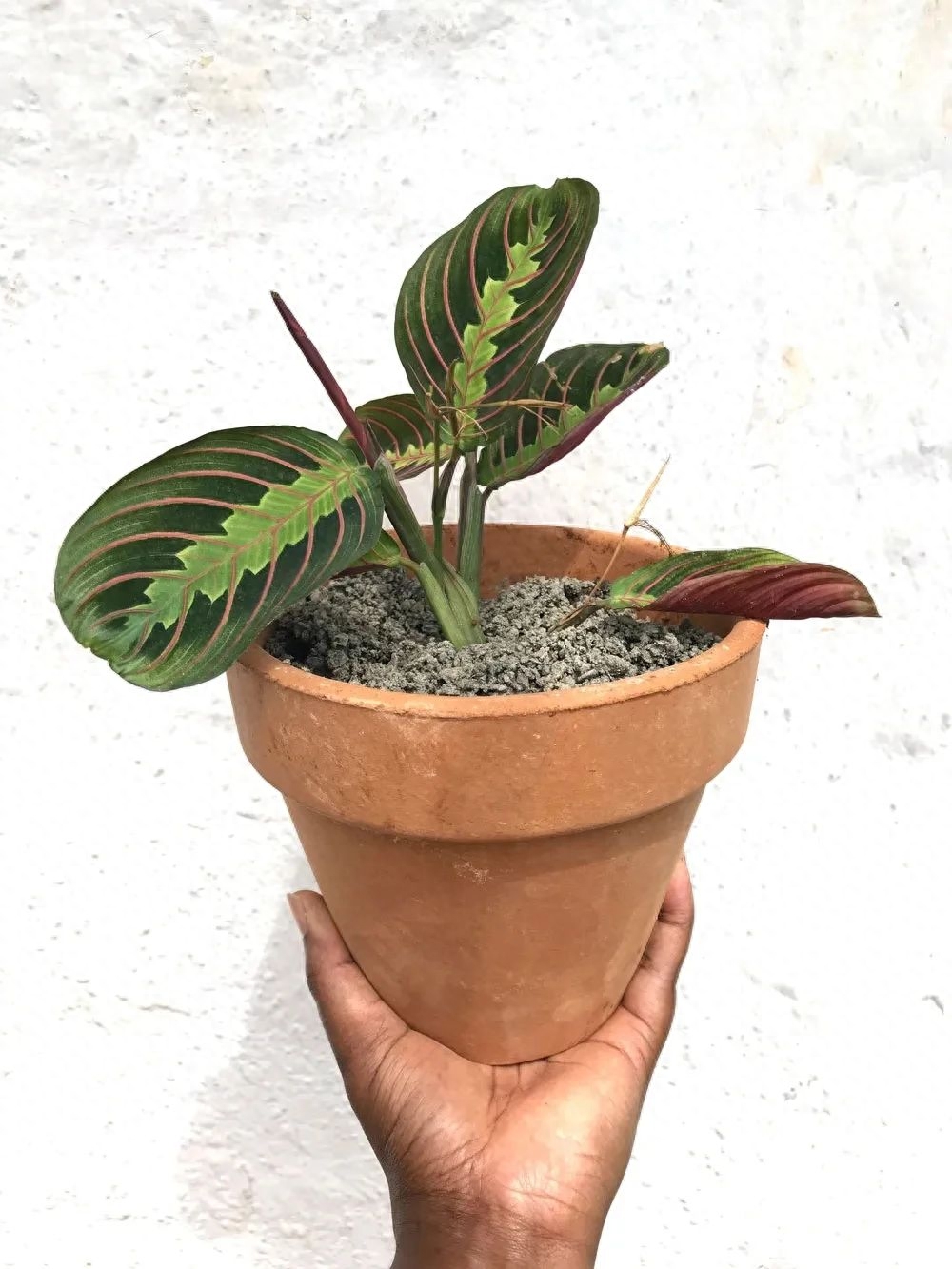 彩虹珍珠多肉_多肉彩虹糖和紫珍珠區別_多肉彩虹和紫珍珠區別