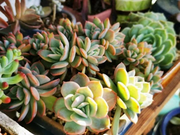 多肉火祭的繁殖方法 一入肉坑深似海，又見美肉歸來時