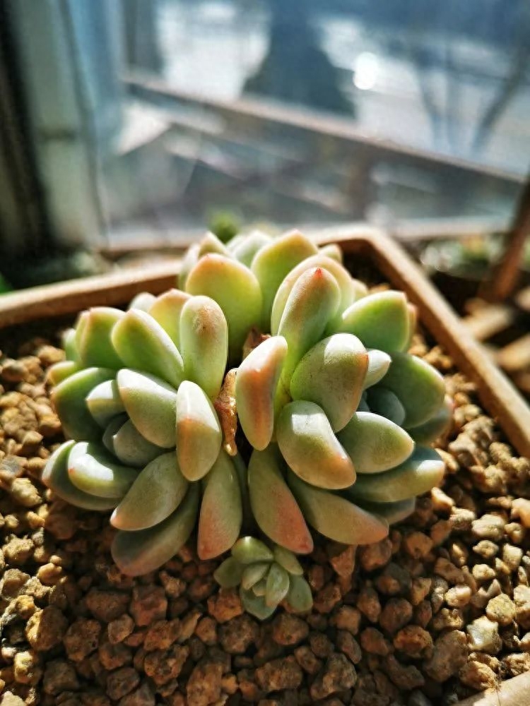 怎樣養多肉火祭_多肉火祭的繁殖方法_多肉植物火祭怎么繁殖