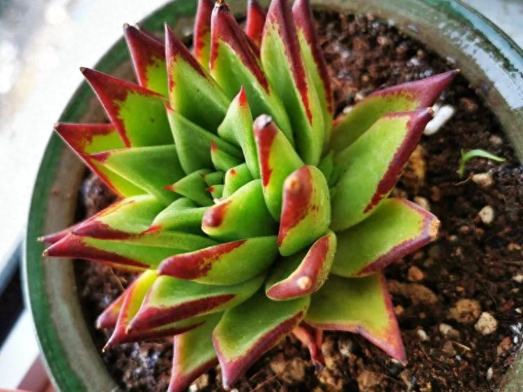 多肉植物火祭怎么繁殖_多肉火祭的繁殖方法_怎樣養多肉火祭