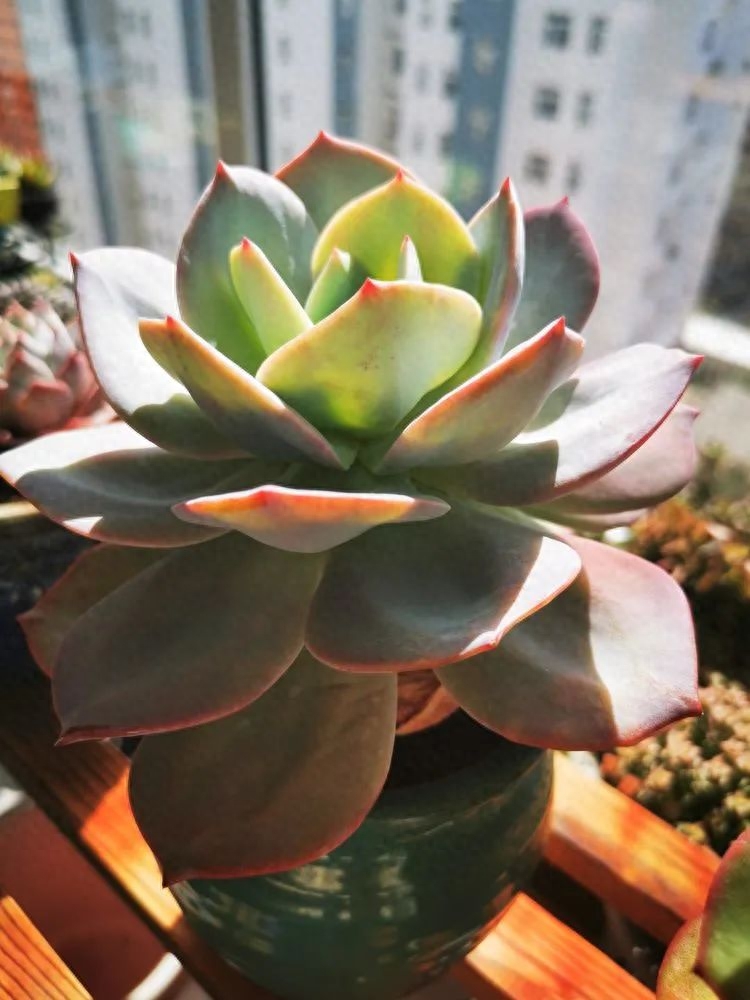 怎樣養多肉火祭_多肉植物火祭怎么繁殖_多肉火祭的繁殖方法