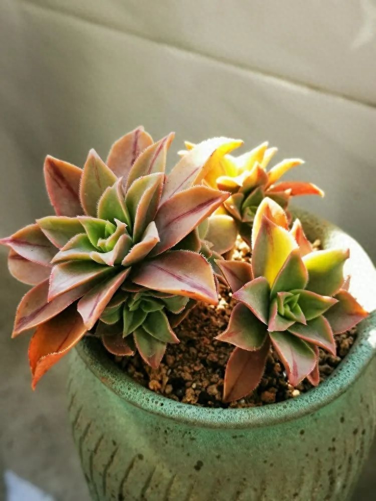 怎樣養多肉火祭_多肉植物火祭怎么繁殖_多肉火祭的繁殖方法