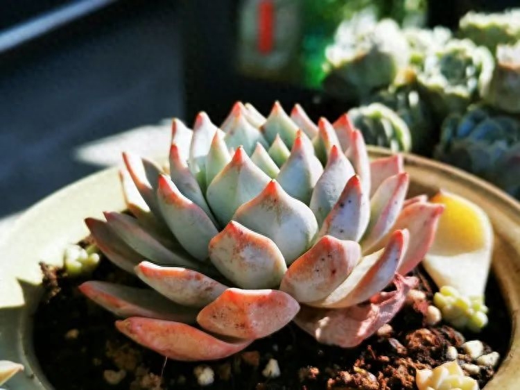 多肉火祭的繁殖方法_怎樣養多肉火祭_多肉植物火祭怎么繁殖