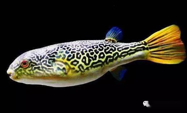 藍色的小型魚_觀賞小型藍色魚類_藍色的小型觀賞魚