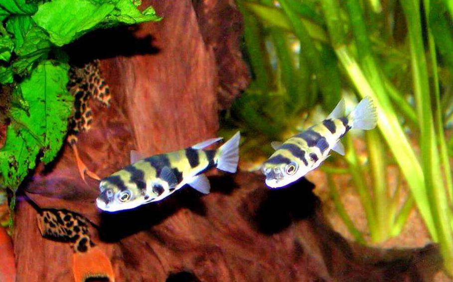 觀賞小型藍色魚類_藍色的小型觀賞魚_藍色的小型魚